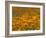 Namaqualand Daisies in Spring Annual Flower Display, Cape Town, South Africa-Steve & Ann Toon-Framed Photographic Print