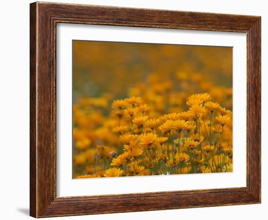 Namaqualand Daisies in Spring Annual Flower Display, Cape Town, South Africa-Steve & Ann Toon-Framed Photographic Print