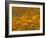 Namaqualand Daisies in Spring Annual Flower Display, Cape Town, South Africa-Steve & Ann Toon-Framed Photographic Print