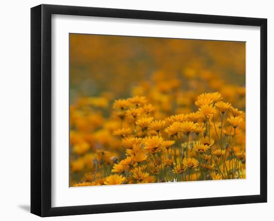 Namaqualand Daisies in Spring Annual Flower Display, Cape Town, South Africa-Steve & Ann Toon-Framed Photographic Print