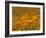 Namaqualand Daisies in Spring Annual Flower Display, Cape Town, South Africa-Steve & Ann Toon-Framed Photographic Print