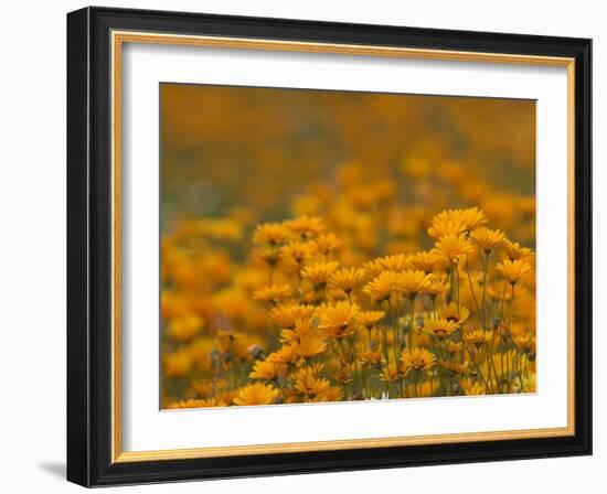 Namaqualand Daisies in Spring Annual Flower Display, Cape Town, South Africa-Steve & Ann Toon-Framed Photographic Print