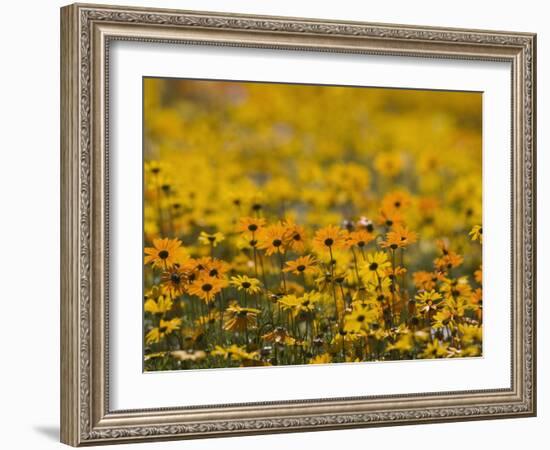 Namaqualand Daisy, Western Cape, South Africa, Africa-Toon Ann & Steve-Framed Photographic Print