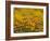 Namaqualand Daisy, Western Cape, South Africa, Africa-Toon Ann & Steve-Framed Photographic Print