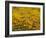 Namaqualand Daisy, Western Cape, South Africa, Africa-Toon Ann & Steve-Framed Photographic Print