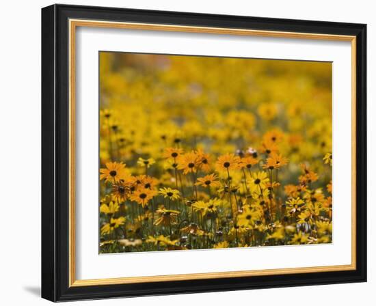 Namaqualand Daisy, Western Cape, South Africa, Africa-Toon Ann & Steve-Framed Photographic Print