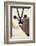 Namib and Nature Reserve, Namibia. a Close-up of a Gemsbok (Oryx)-Janet Muir-Framed Photographic Print