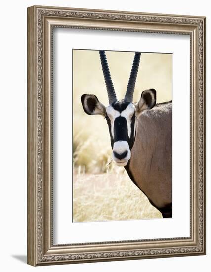 Namib and Nature Reserve, Namibia. a Close-up of a Gemsbok (Oryx)-Janet Muir-Framed Photographic Print