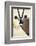 Namib and Nature Reserve, Namibia. a Close-up of a Gemsbok (Oryx)-Janet Muir-Framed Photographic Print