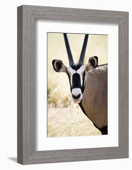 Namib and Nature Reserve, Namibia. a Close-up of a Gemsbok (Oryx)-Janet Muir-Framed Photographic Print