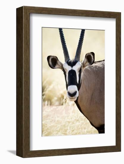 Namib and Nature Reserve, Namibia. a Close-up of a Gemsbok (Oryx)-Janet Muir-Framed Photographic Print