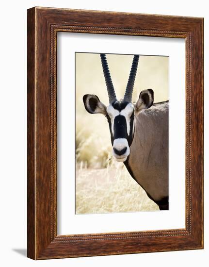 Namib and Nature Reserve, Namibia. a Close-up of a Gemsbok (Oryx)-Janet Muir-Framed Photographic Print