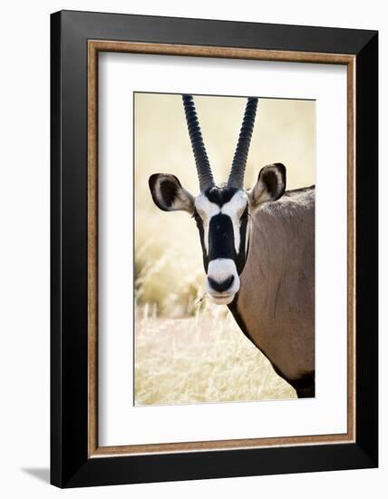 Namib and Nature Reserve, Namibia. a Close-up of a Gemsbok (Oryx)-Janet Muir-Framed Photographic Print