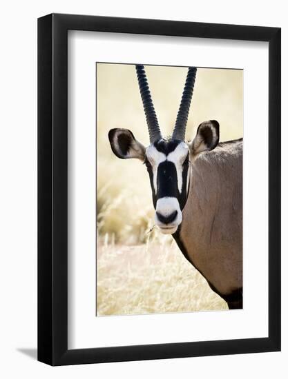 Namib and Nature Reserve, Namibia. a Close-up of a Gemsbok (Oryx)-Janet Muir-Framed Photographic Print