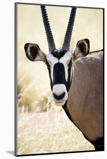 Namib and Nature Reserve, Namibia. a Close-up of a Gemsbok (Oryx)-Janet Muir-Mounted Photographic Print