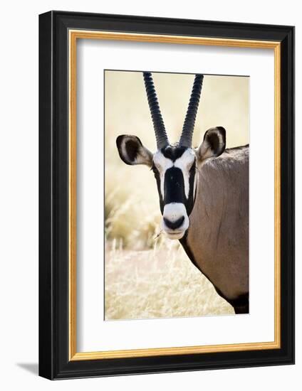 Namib and Nature Reserve, Namibia. a Close-up of a Gemsbok (Oryx)-Janet Muir-Framed Photographic Print