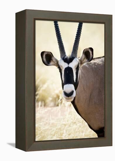 Namib and Nature Reserve, Namibia. a Close-up of a Gemsbok (Oryx)-Janet Muir-Framed Premier Image Canvas