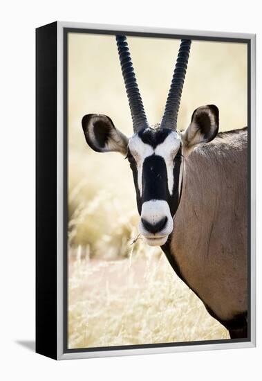 Namib and Nature Reserve, Namibia. a Close-up of a Gemsbok (Oryx)-Janet Muir-Framed Premier Image Canvas