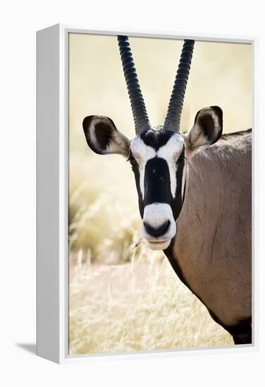 Namib and Nature Reserve, Namibia. a Close-up of a Gemsbok (Oryx)-Janet Muir-Framed Premier Image Canvas