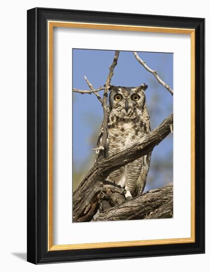 Namib and Nature Reserve, Namibia. Spotted Eagle-Owl-Janet Muir-Framed Photographic Print