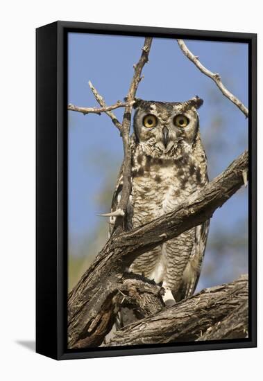 Namib and Nature Reserve, Namibia. Spotted Eagle-Owl-Janet Muir-Framed Premier Image Canvas