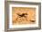 Namib desert dune ant queen on sand with visible wing scars-Emanuele Biggi-Framed Photographic Print