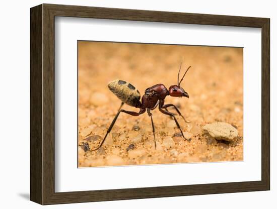 Namib desert dune ant queen on sand with visible wing scars-Emanuele Biggi-Framed Photographic Print