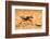 Namib desert dune ant queen on sand with visible wing scars-Emanuele Biggi-Framed Photographic Print