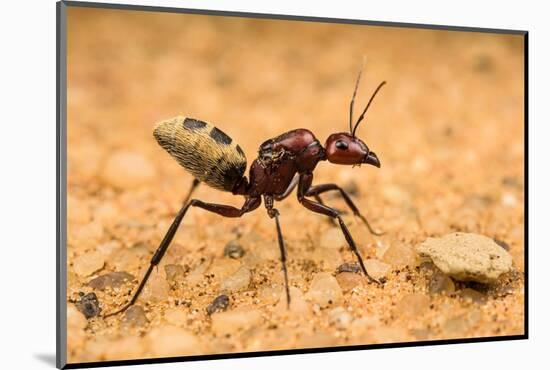 Namib desert dune ant queen on sand with visible wing scars-Emanuele Biggi-Mounted Photographic Print