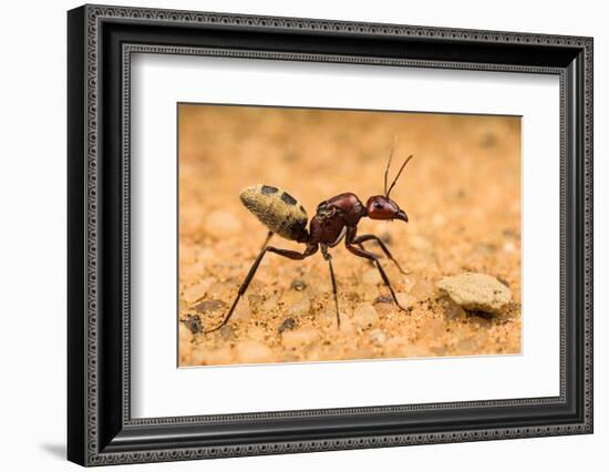 Namib desert dune ant queen on sand with visible wing scars-Emanuele Biggi-Framed Photographic Print