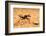 Namib desert dune ant queen on sand with visible wing scars-Emanuele Biggi-Framed Photographic Print