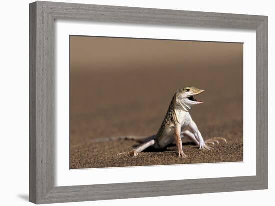 Namib Sand-diving Lizard-Tony Camacho-Framed Photographic Print