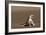 Namib Sand-diving Lizard-Tony Camacho-Framed Photographic Print