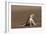 Namib Sand-diving Lizard-Tony Camacho-Framed Photographic Print