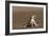 Namib Sand-diving Lizard-Tony Camacho-Framed Photographic Print