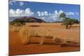 Photographic Print