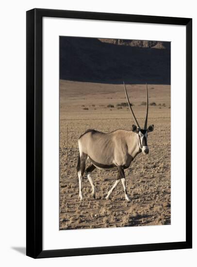 Namibia. A pregnant female Oryx walks while cautiously watching observers.-Brenda Tharp-Framed Photographic Print