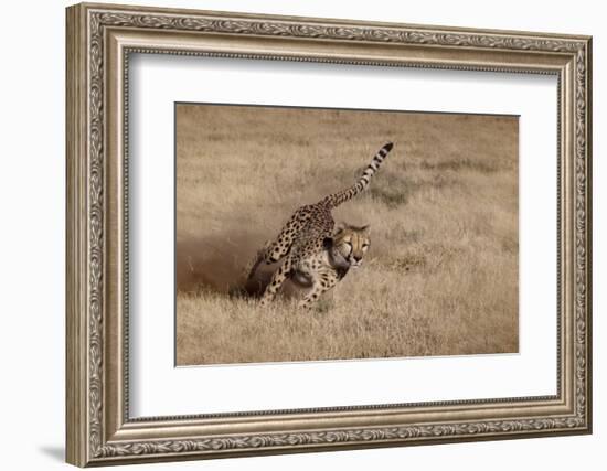 Namibia. Cheetah Running at the Cheetah Conservation Foundation-Janet Muir-Framed Photographic Print