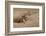 Namibia. Cheetah Running at the Cheetah Conservation Foundation-Janet Muir-Framed Photographic Print