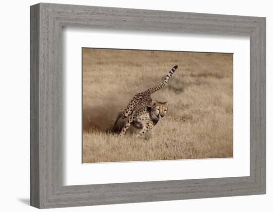 Namibia. Cheetah Running at the Cheetah Conservation Foundation-Janet Muir-Framed Photographic Print