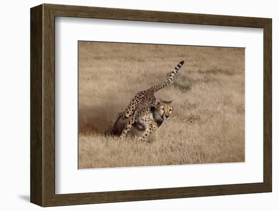 Namibia. Cheetah Running at the Cheetah Conservation Foundation-Janet Muir-Framed Photographic Print