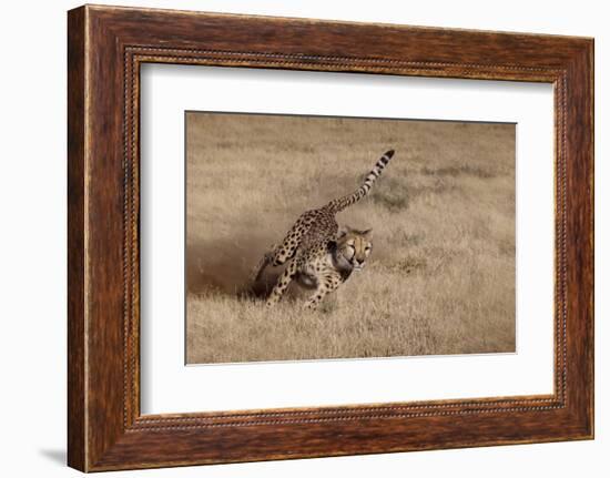 Namibia. Cheetah Running at the Cheetah Conservation Foundation-Janet Muir-Framed Photographic Print