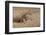 Namibia. Cheetah Running at the Cheetah Conservation Foundation-Janet Muir-Framed Photographic Print