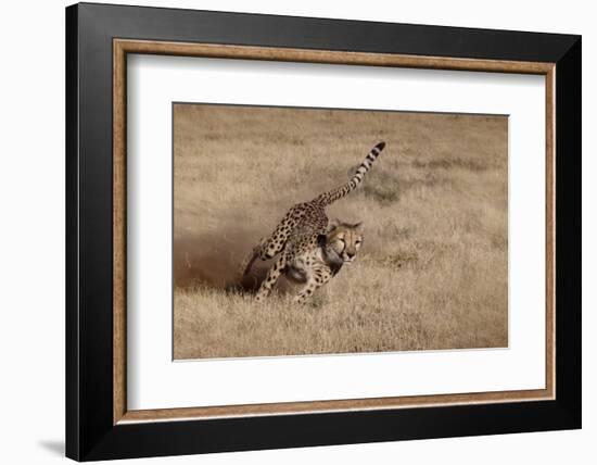 Namibia. Cheetah Running at the Cheetah Conservation Foundation-Janet Muir-Framed Photographic Print