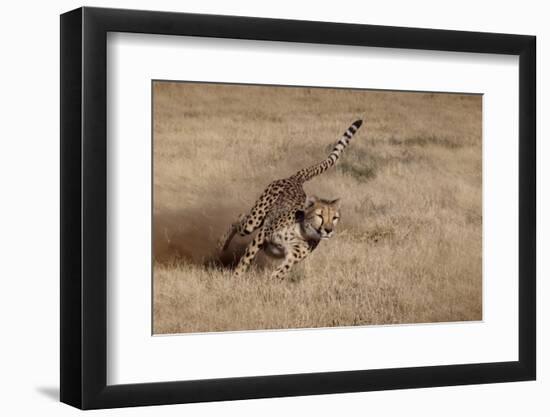 Namibia. Cheetah Running at the Cheetah Conservation Foundation-Janet Muir-Framed Photographic Print