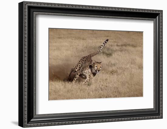 Namibia. Cheetah Running at the Cheetah Conservation Foundation-Janet Muir-Framed Photographic Print