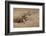 Namibia. Cheetah Running at the Cheetah Conservation Foundation-Janet Muir-Framed Photographic Print