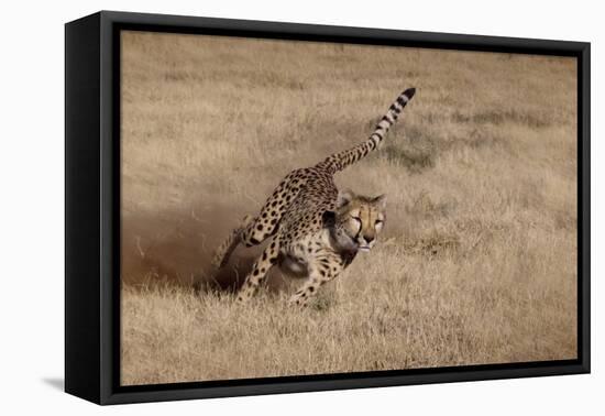 Namibia. Cheetah Running at the Cheetah Conservation Foundation-Janet Muir-Framed Premier Image Canvas