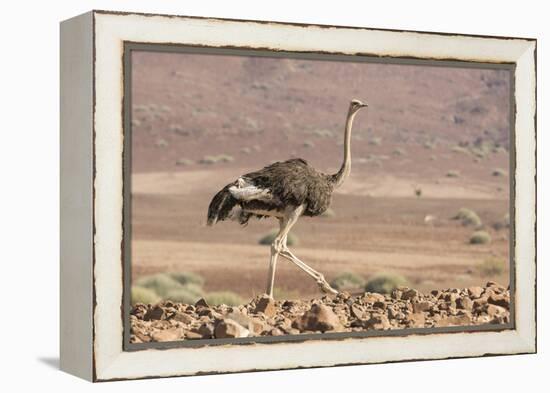 Namibia, Damaraland. Ostrich walking in the Palmwag Conservancy.-Jaynes Gallery-Framed Premier Image Canvas