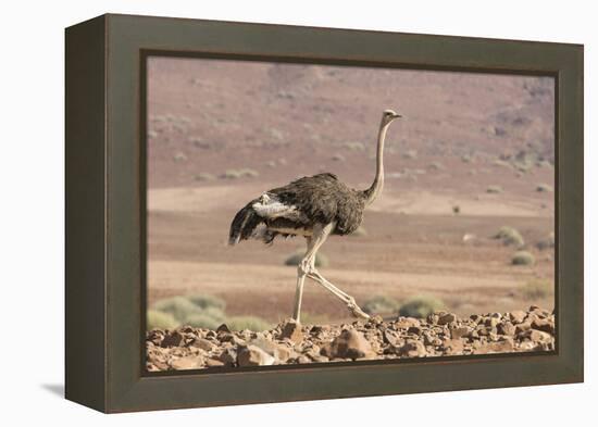 Namibia, Damaraland. Ostrich walking in the Palmwag Conservancy.-Jaynes Gallery-Framed Premier Image Canvas